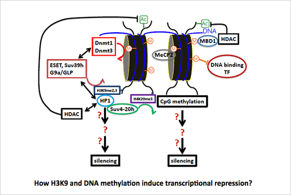 How H3K9 and DNA methylation induce transcriptional repression?