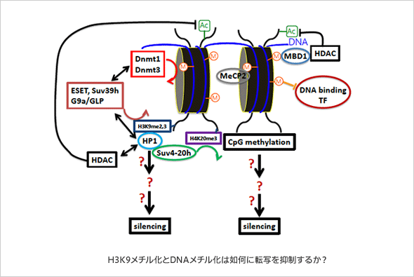 図1．H3K9メチル化とDNAメチル化は如何に転写を抑制するか？