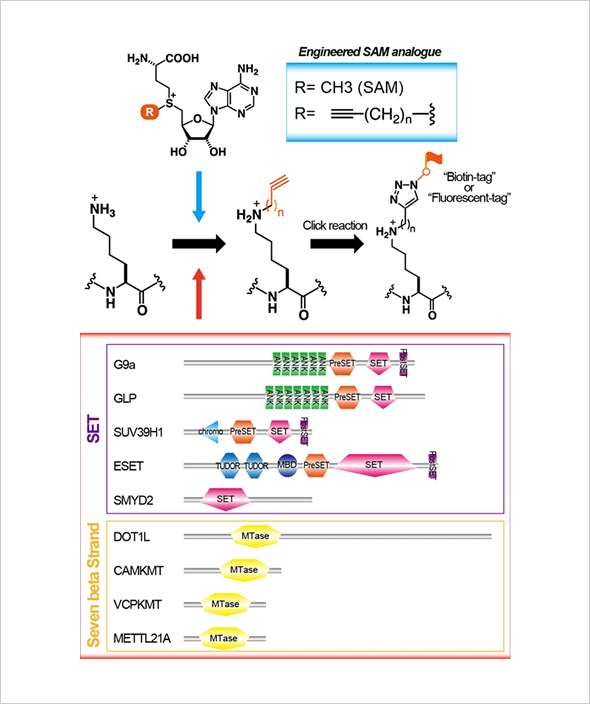 タンパク質リジンメチル化の生物学